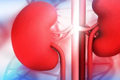 Illustration of a pair of kidneys