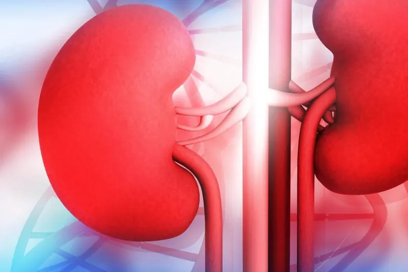 Illustration of a pair of kidneys